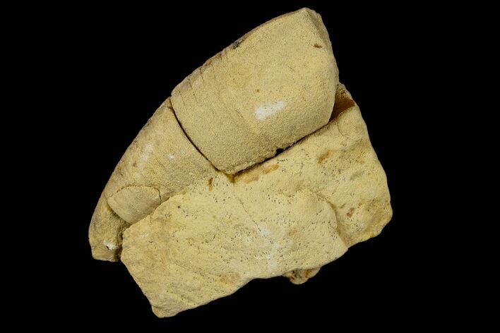 Ordovician, Oncoceratid (Beloitoceras) Fossil - Wisconsin #173930
